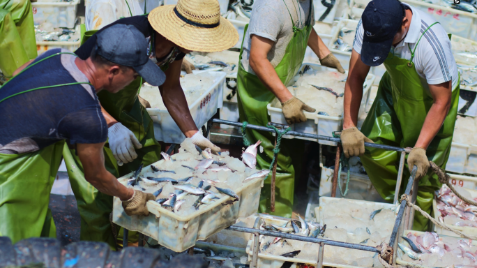渔港渔民丰收收获渔村海鲜市场泉州晋江石狮