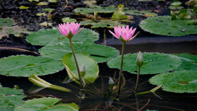 彩色睡莲在池塘中盛开唯美空镜