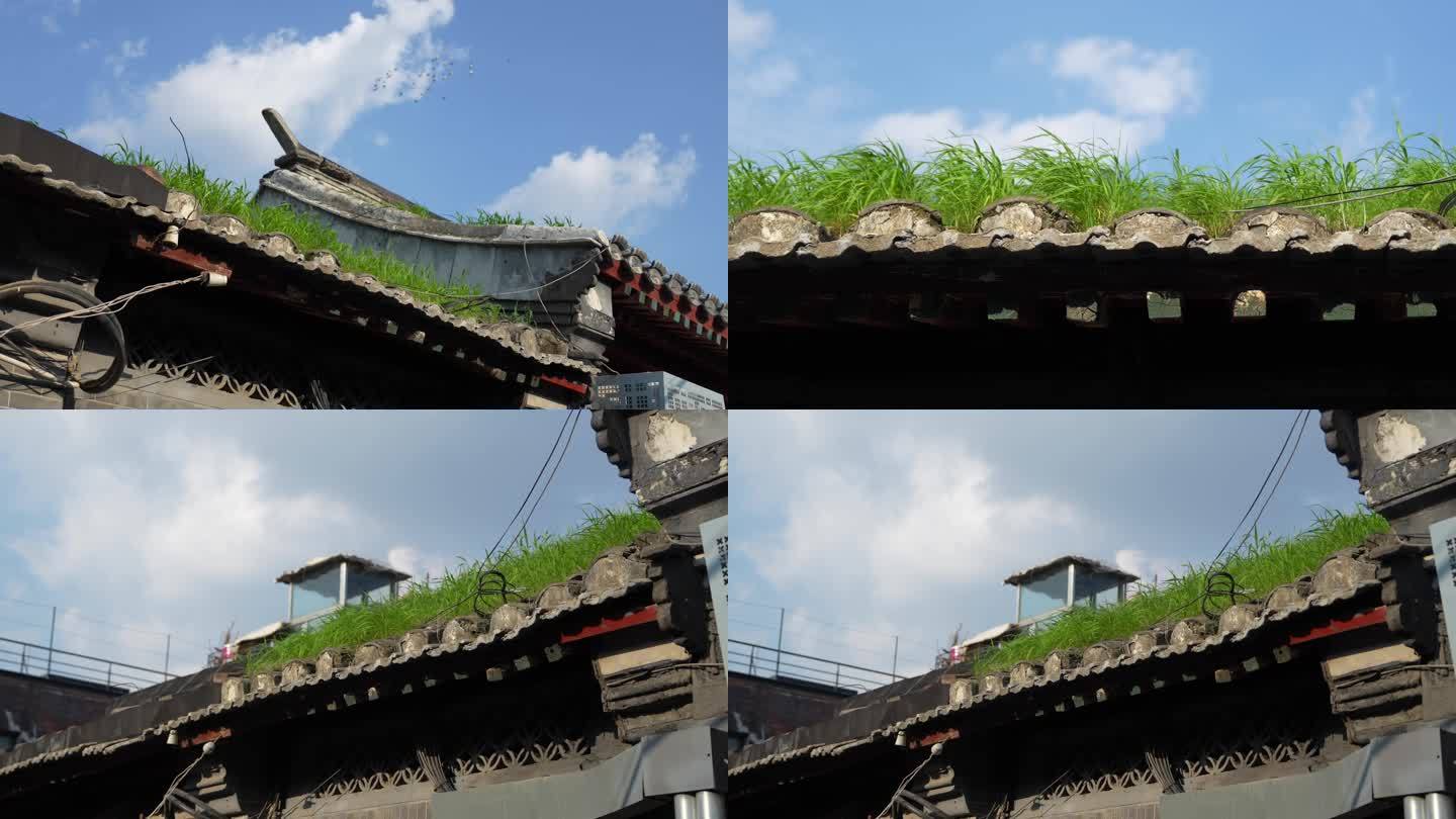 北京胡同屋顶长草