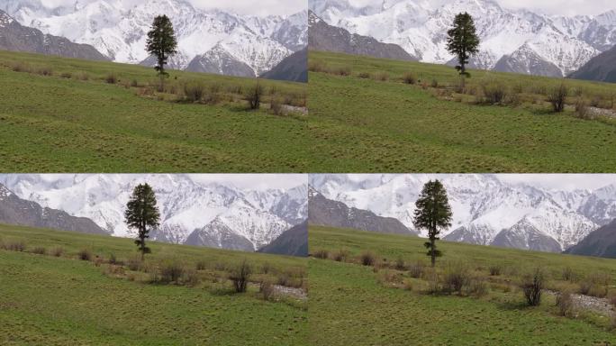 新疆伊犁夏塔古道景区雪山孤独的树