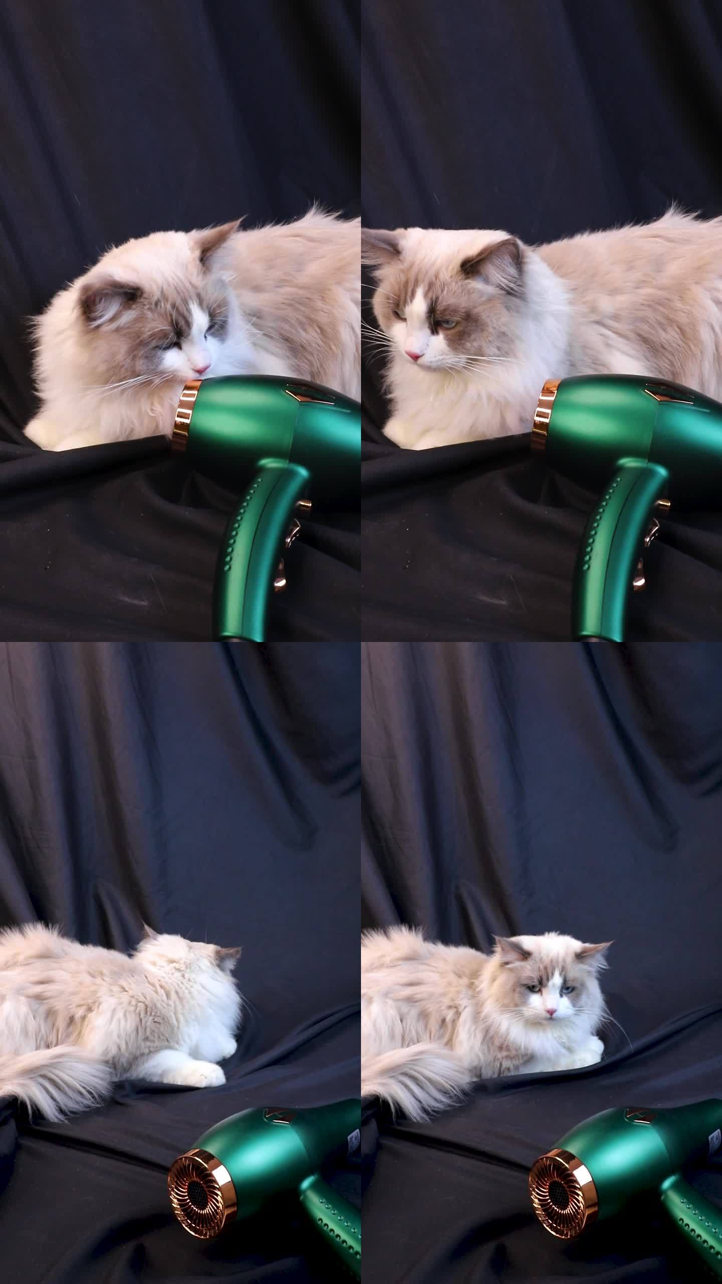 宠物布偶猫展示吹风机竖屏视频