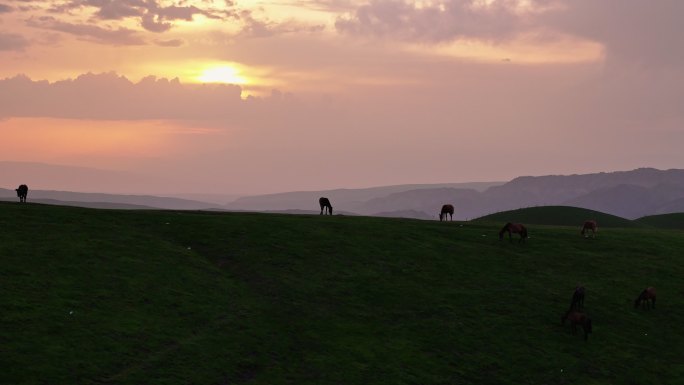 新疆伊犁琼库什台草原夕阳下吃草的马剪影