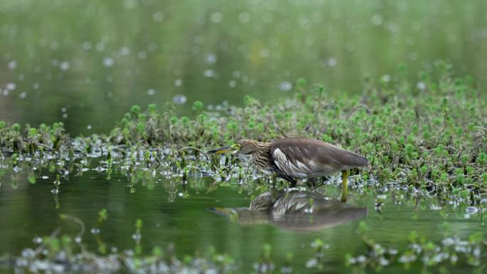 白鹭鸟类生态拍摄 生态环境 白鹭