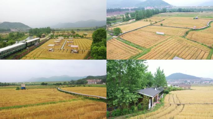 袁夫稻田火车餐厅乡村旅游田园生活秋季丰收