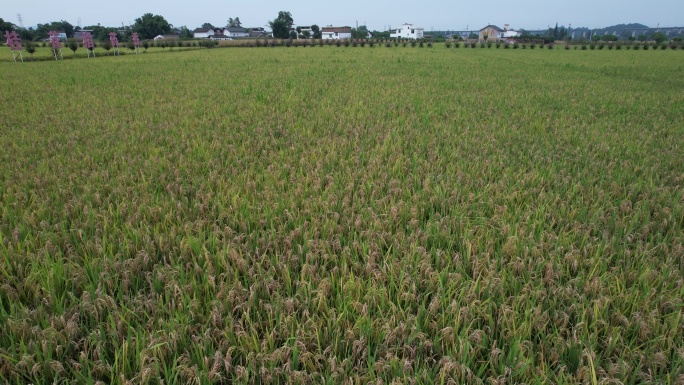 峨眉桂花桥镇稻田航拍