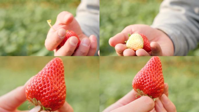 草莓熟了