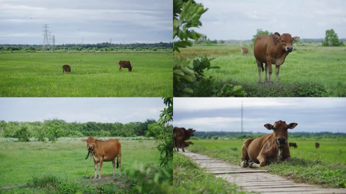 黄牛高速镜头海南乡村黄牛生态养殖黄牛养殖