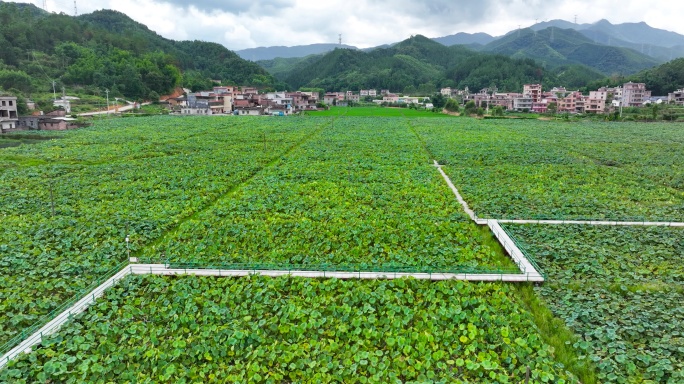 4K航拍韶关市新丰县遥田镇莲种植基地2