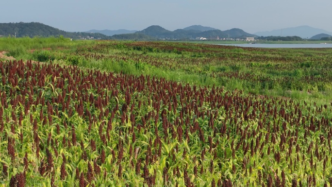 航拍浙江诸暨高湖大面积高粱秋天红了丰收