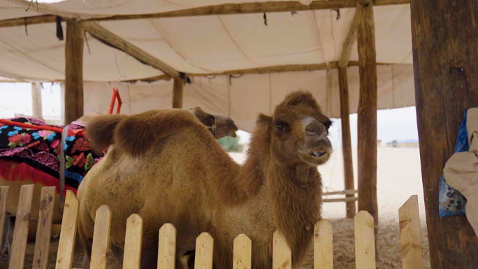 新疆 伊犁图开沙漠 骆驼4K 航拍