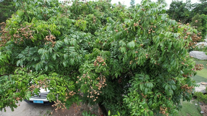 园林景观石 吊机吊装 风景园林 绿化石