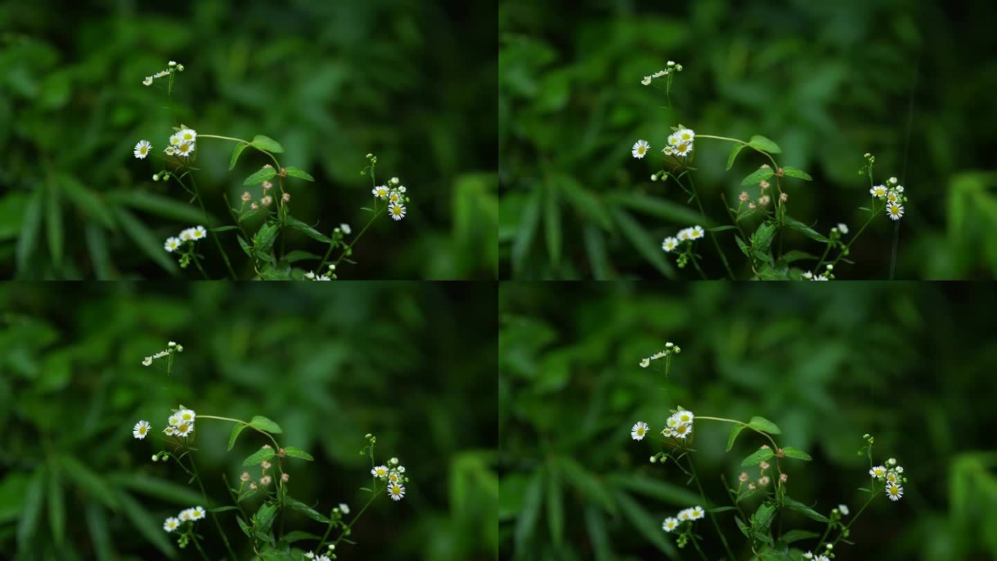 4K下雨天雨水节气绿植物小野花