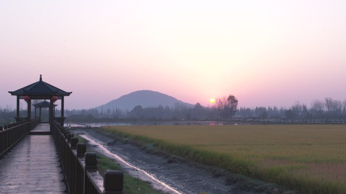 绿色中国 罗山稻田风光