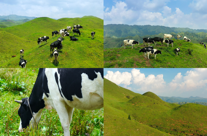 南山牧场奶牛和大草原延时摄影风光
