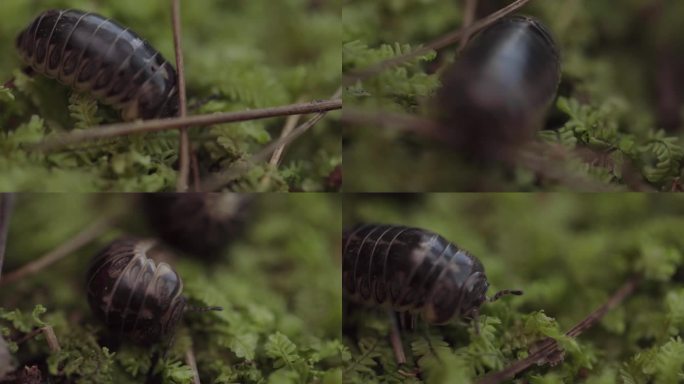 W云南普洱土地上的鼠妇（西瓜虫、潮虫）1