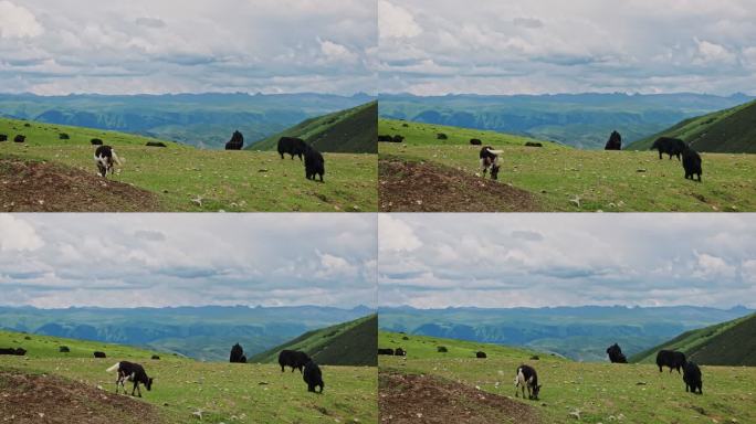 川西牦牛吃草实拍视频