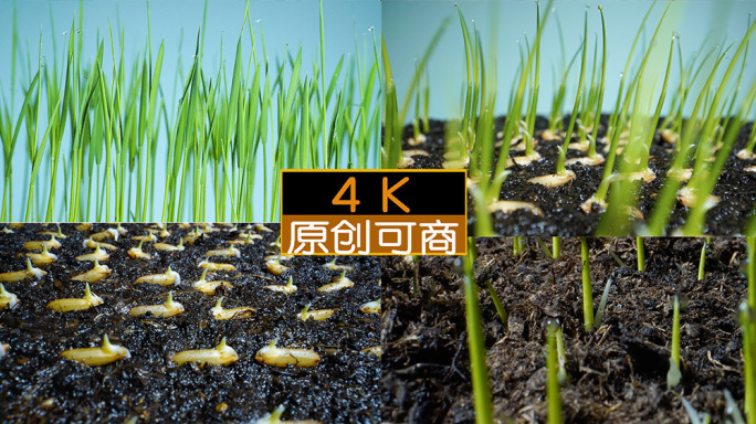 种子发芽合集-种子生长延时摄影水稻种子谷