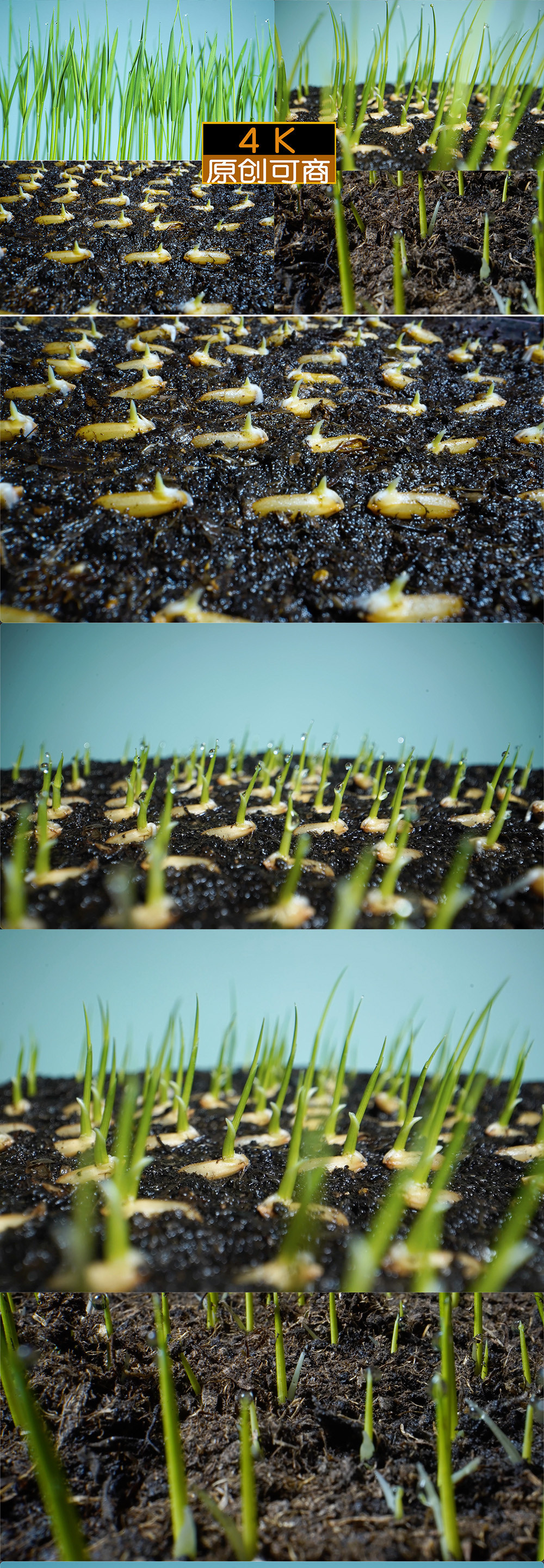 种子发芽合集-种子生长延时摄影水稻种子谷