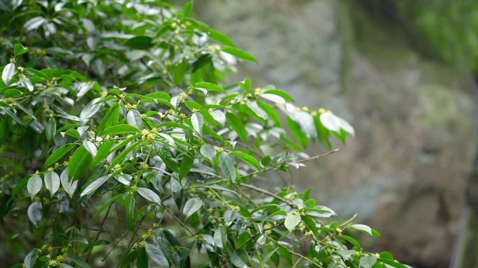 大自然 山野 岩石 树