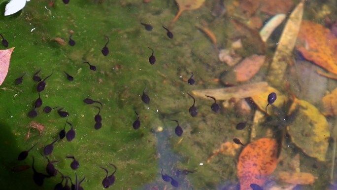 池塘里游动的一群小蝌蚪