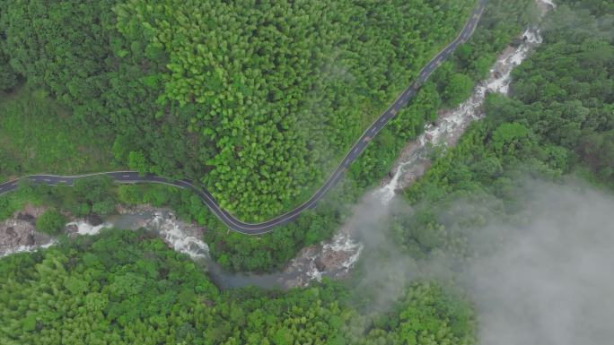 茂密森林保护区公路和小溪
