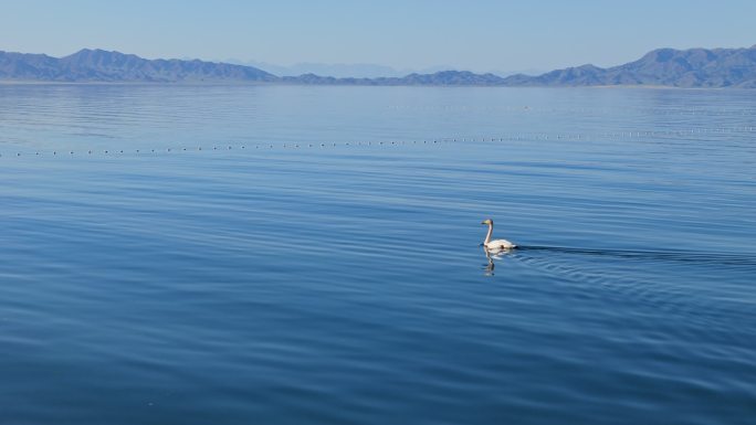 新疆赛里木湖悠闲自在的天鹅