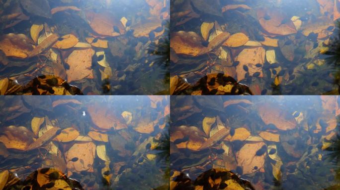 池塘里游动的一群小蝌蚪