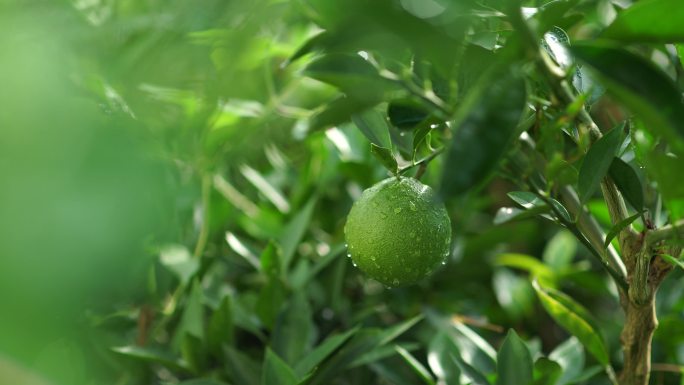 4K绿色橘子下雨天雨水节气绿植物橘子叶子