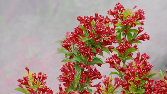 雾中的红王子锦带花鸢尾花