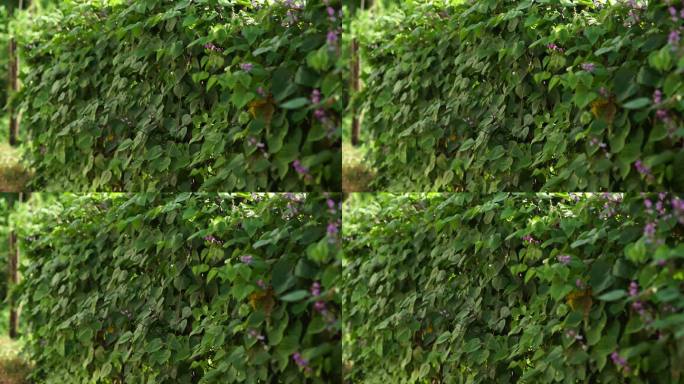 4K风吹阳光绿植墙大自然生态雨后植物墙