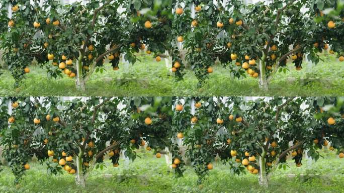 果树上成熟的橘子