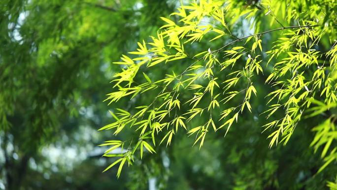 【苏岭山】鹿门国家森林公园寺牌 竹林