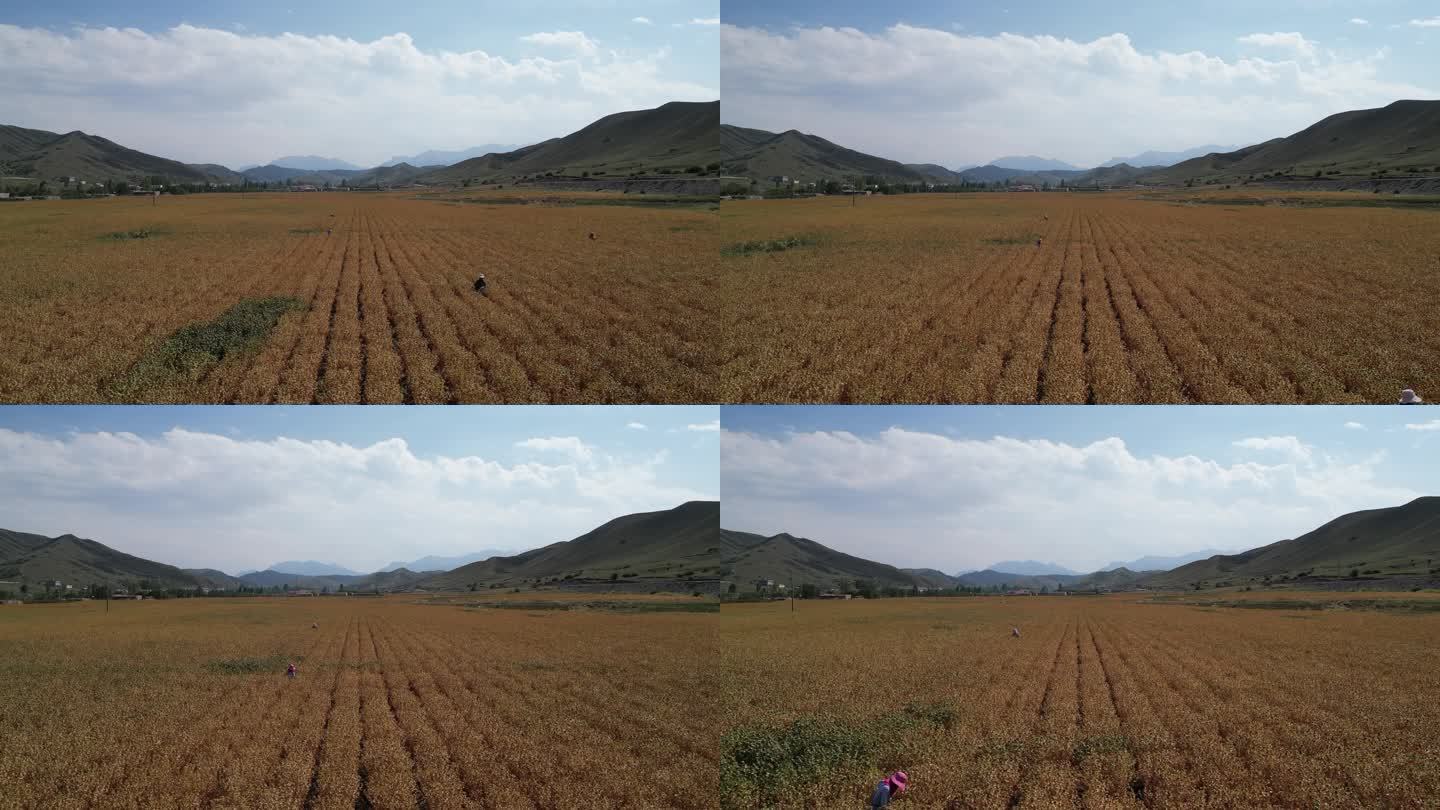 新疆农业   百里丹霞  菊花台