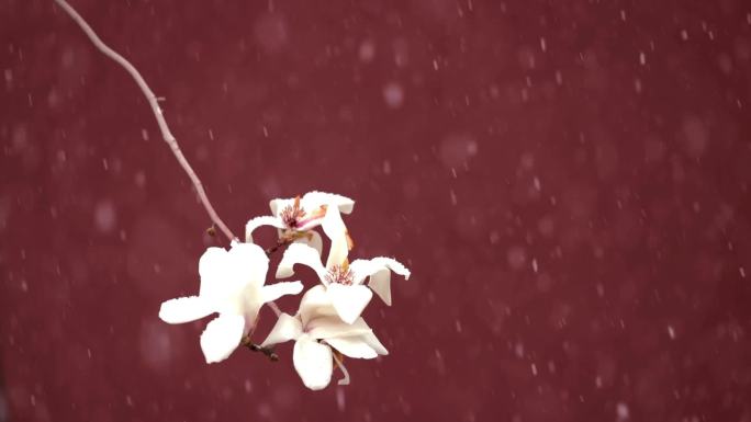 高清实拍北京太庙春雪