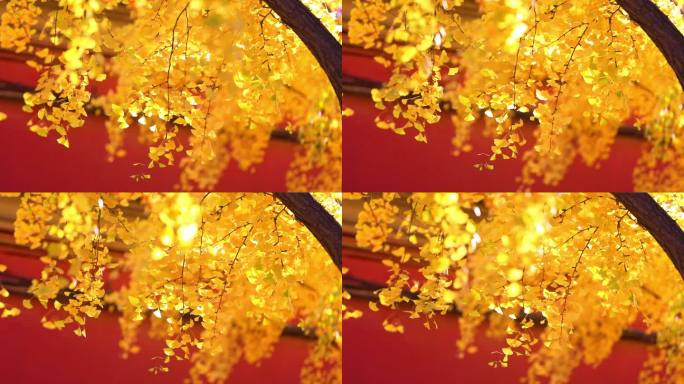 秋天金黄色的银杏树叶