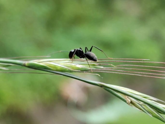微距昆虫蚂蚁自然