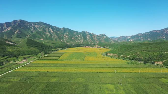 4K航拍向日葵花海    田野 农业种植