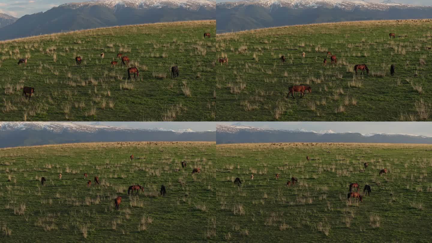 新疆昭苏草原山地牧场牧民马群牛群
