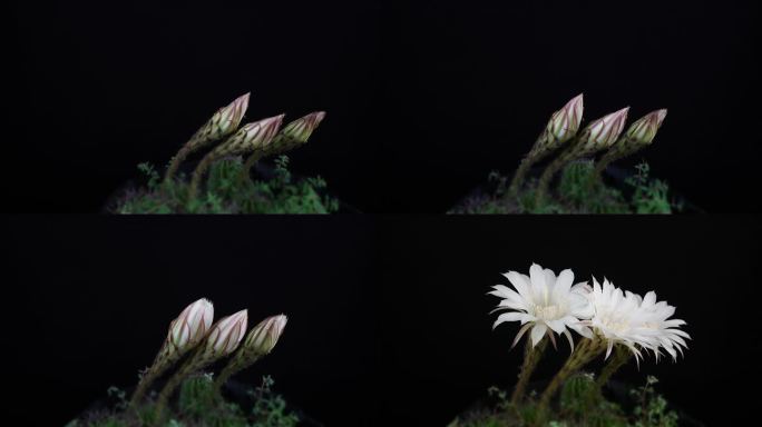 延时拍摄  三朵白色仙人球同时开花全过程