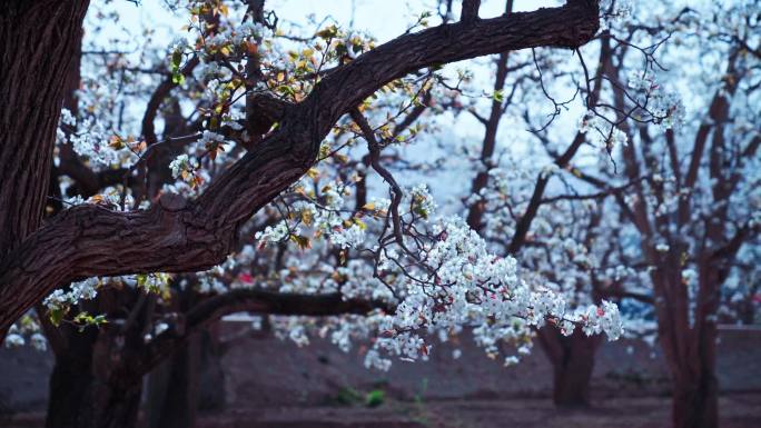 兰州什川梨花特写全景画面