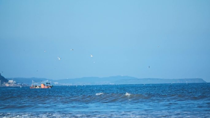 香山湾海鸟海鸥海浪海岛大海漳州月光沙滩