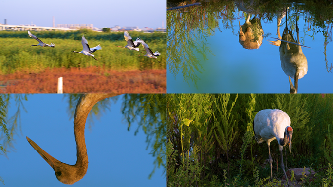 4K原创 八月辽河湿地丹顶鹤一家