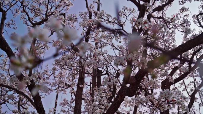 兰州什川梨花全景镜头