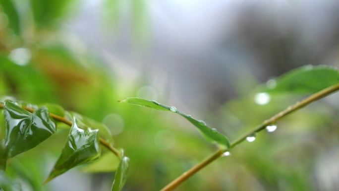 米竹 竹叶 水滴
