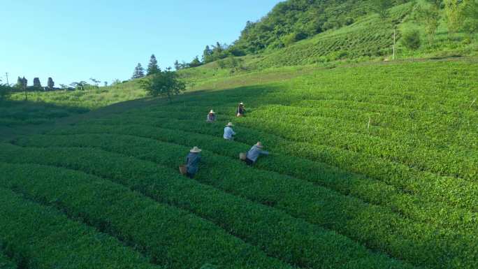 高山上茶农采摘茶叶