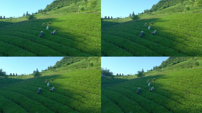 高山上茶农采摘茶叶