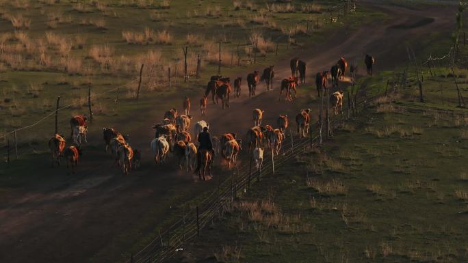新疆昭苏草原山地牧场牧民马群牛群