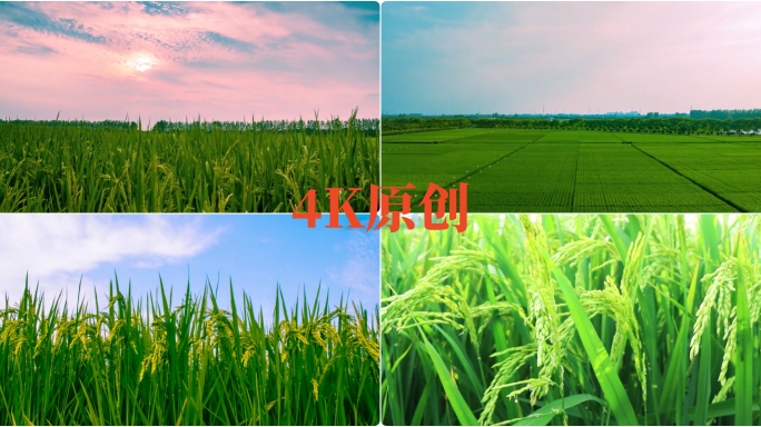 美丽稻田稻田航拍延时素材清新绿色的稻田