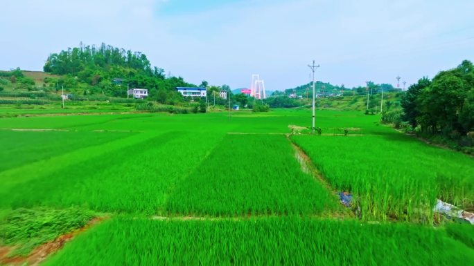 渠江稻田