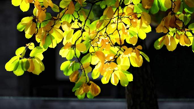 秋天叶子黄了